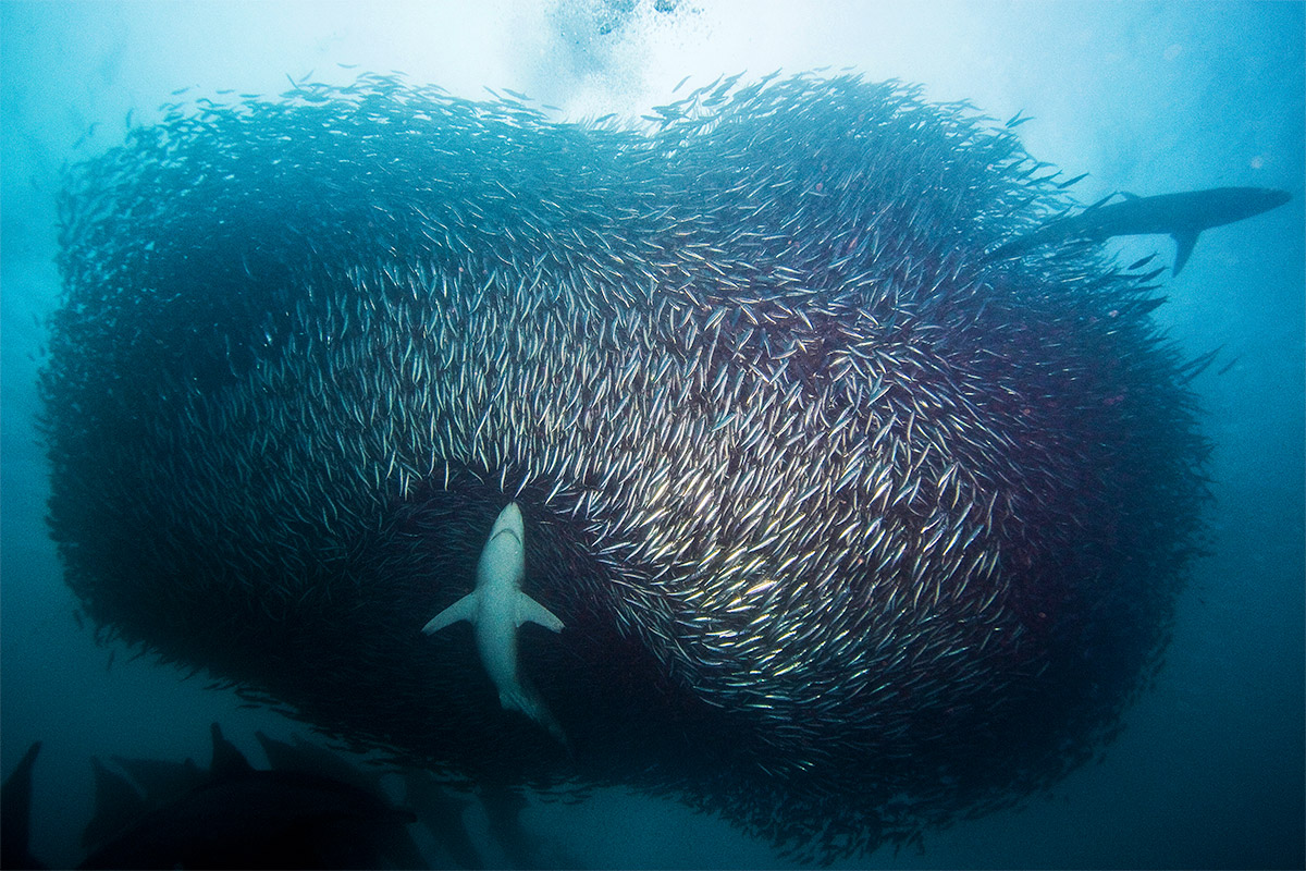 South Africa's Sardine Run A shark hunts a giant bait ball of sardines during the Sardine Run in South Africa, one of the top 10 dive sites in the world