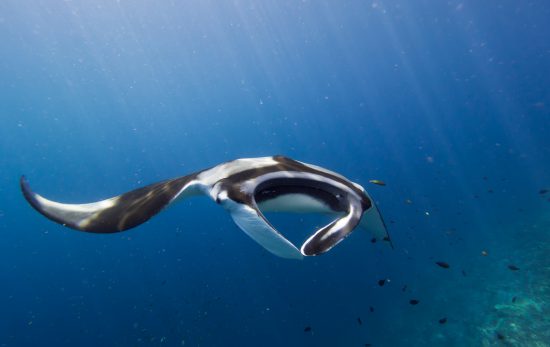 best places to dive with manta rays maldives