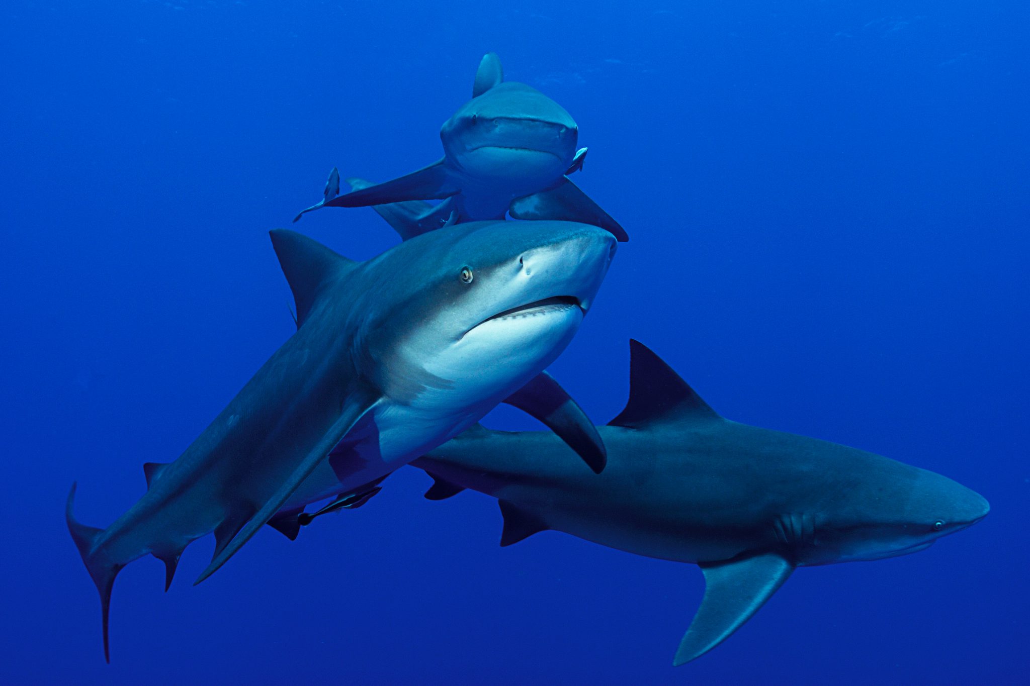 Shark diving at the Great Barrier Reef Sharks swimming at North Horn in the Great Barrier Reef, one of the 10 best scuba diving sites in the world for shark diving