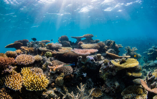 great barrier reef