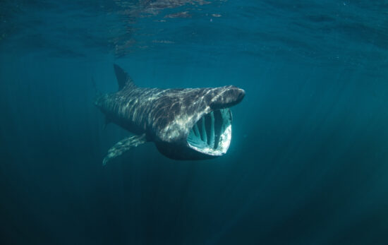 basking shark
