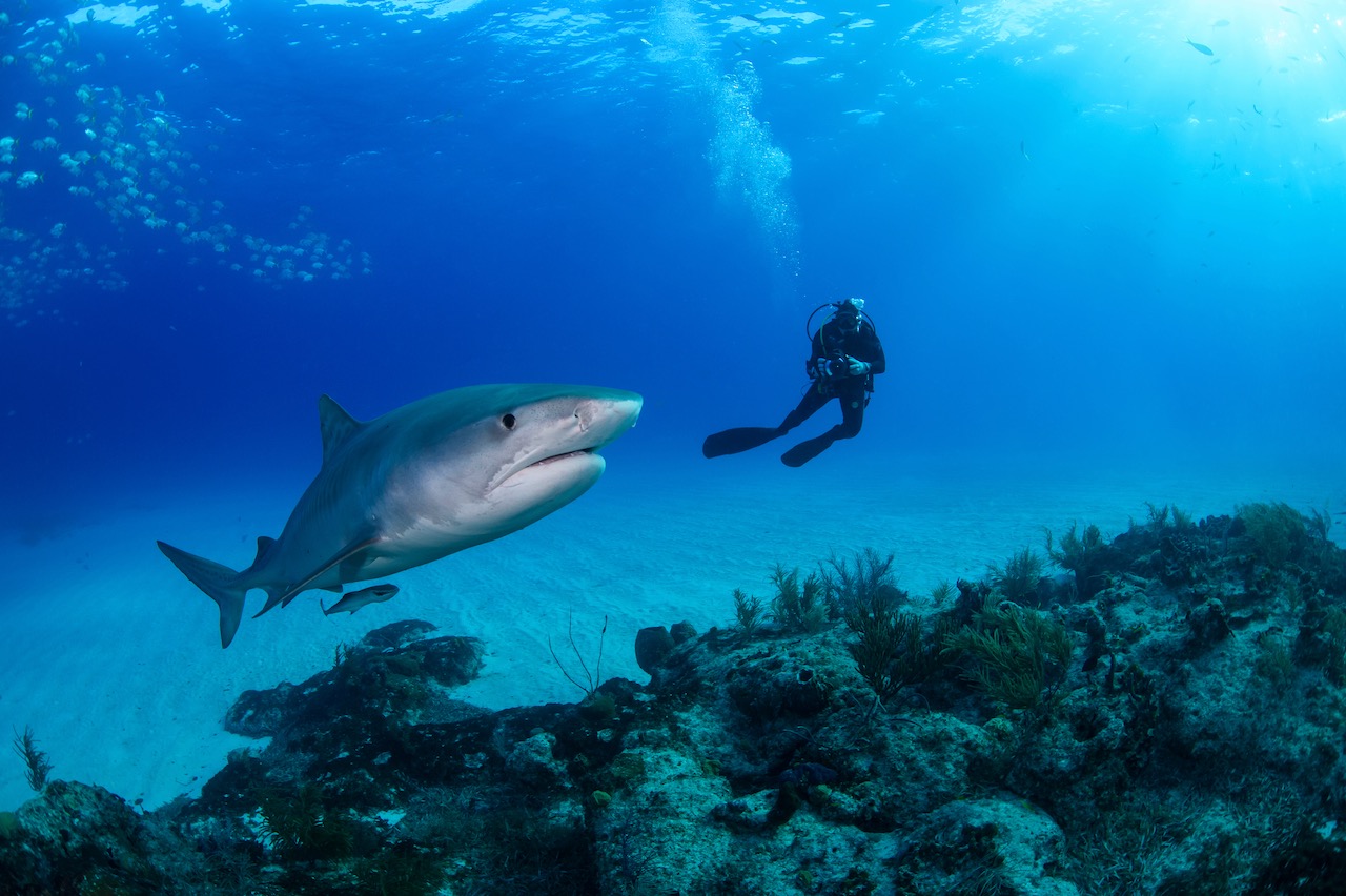 a shark and a diver encounter