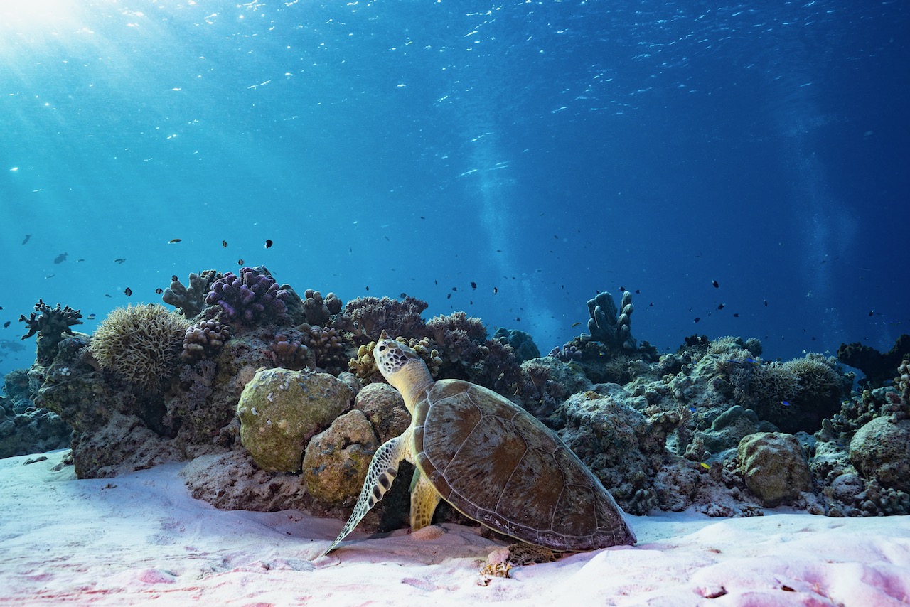 a turtle resting on the sand amongst coral