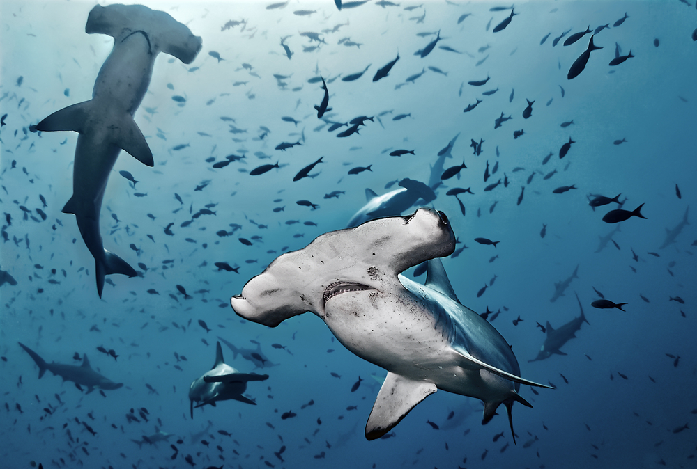 Hammerhead sharks A school of hammerheads which can be scary for new divers who want to know how to get over a fear of scuba diving with sharks
