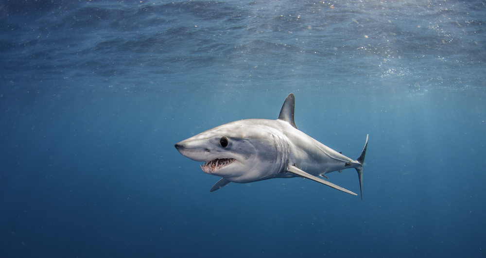 a shark in the ocean