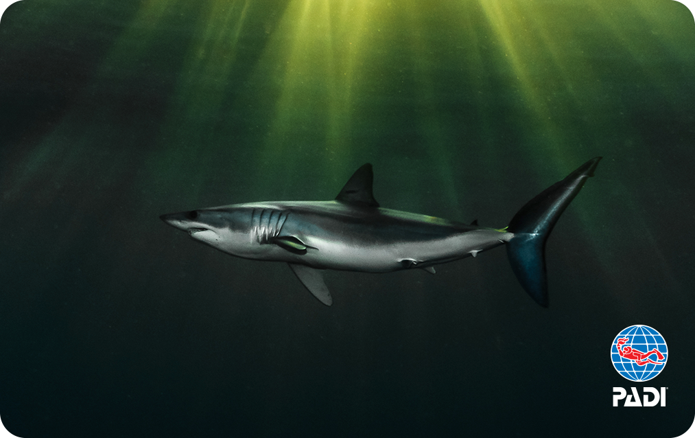 a padi certification card showing a mako shark at sunset