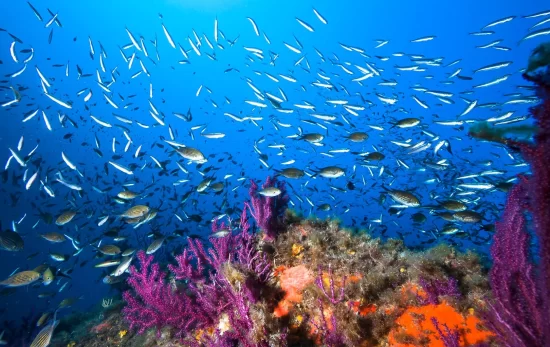 Colorful coral reef full of fish
