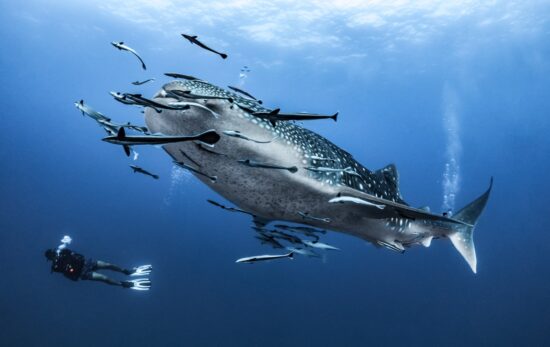 giant Whale shark swimming underwater with scuba divers