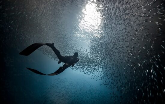 A woman freediver swim underwater with a very big school of fishes in blue pacific ocean. Kingdom of Tonga.